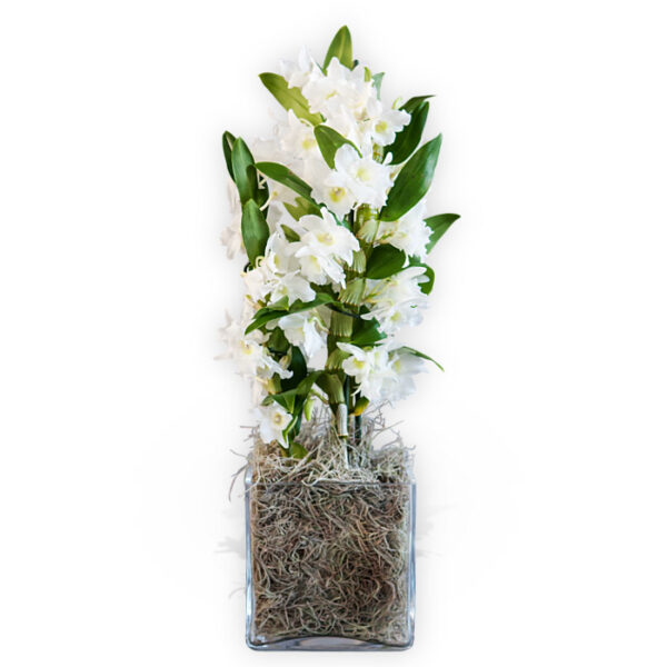 White Dendrobium