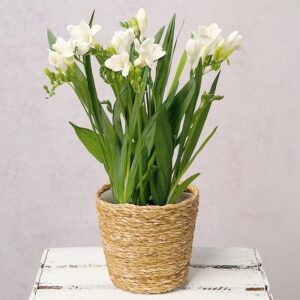 Freesia Plant