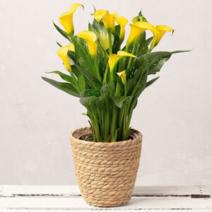 Yellow Calla Lily in Seagrass Pot.